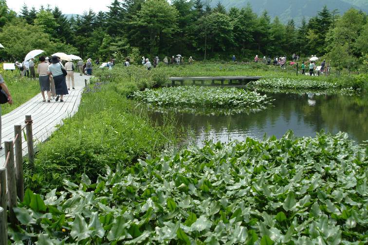 箱根湿生花園のレビュー 箱根湿生花園のチケット 箱根湿生花園の割引 箱根湿生花園の交通機関 所在地 営業時間 箱根湿生花園周辺の観光スポット ホテル グルメ Trip Com