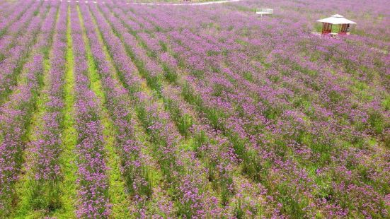 Huzhou Lavender Flower Sea