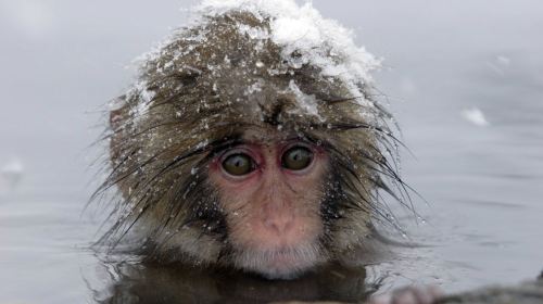 Snow Monkey Park (Jigokudani Yaen Koen)