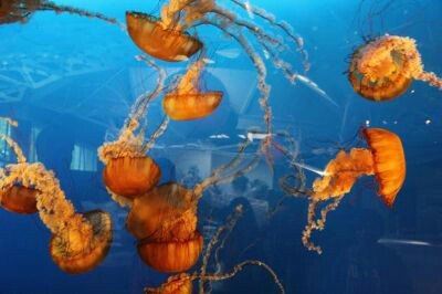 溫哥華水族館