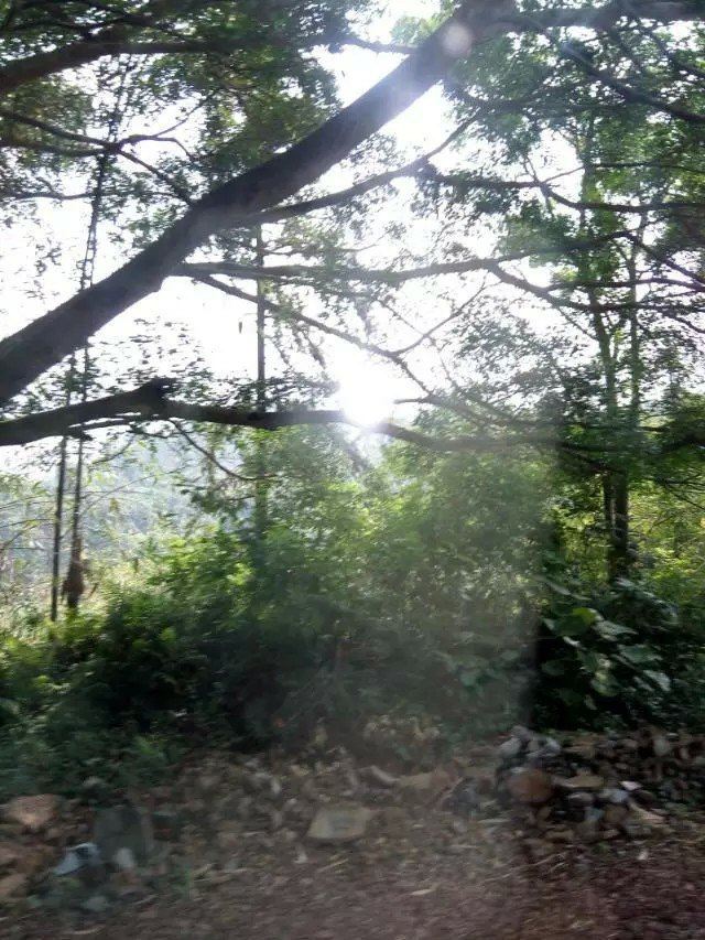 大王嶺原始森林