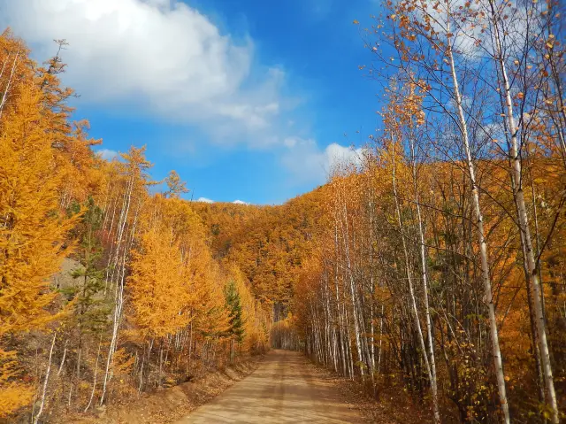 การเที่ยวชมป่าเบิร์ชที่ฮูหลุนเป้ยเอ่อ