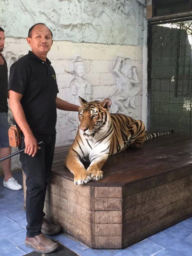 蘇梅水族館和老虎園