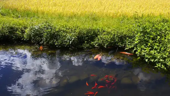 日本名古屋世界遺産白川郷+五箇山相倉合掌村・バスワンデーツアー