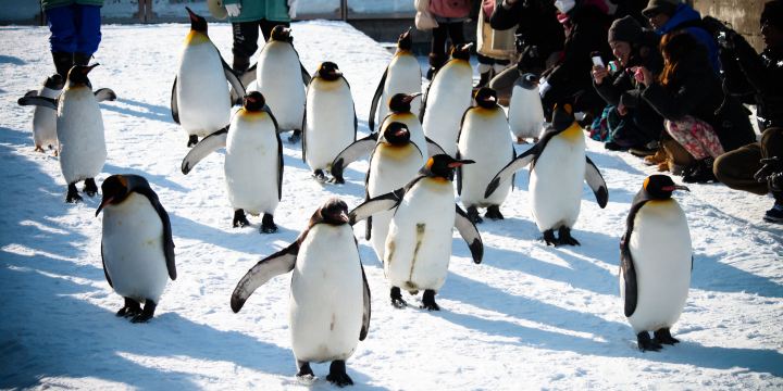 Asahiyama Zoo