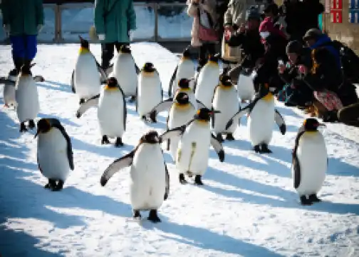 旭川市旭山動物園