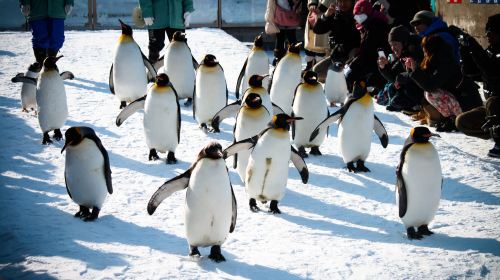 Asahiyama Zoo