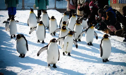 Asahiyama Zoo