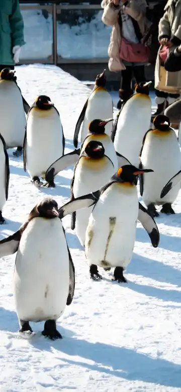 Hotel dekat Asahiyama Dobutsuen