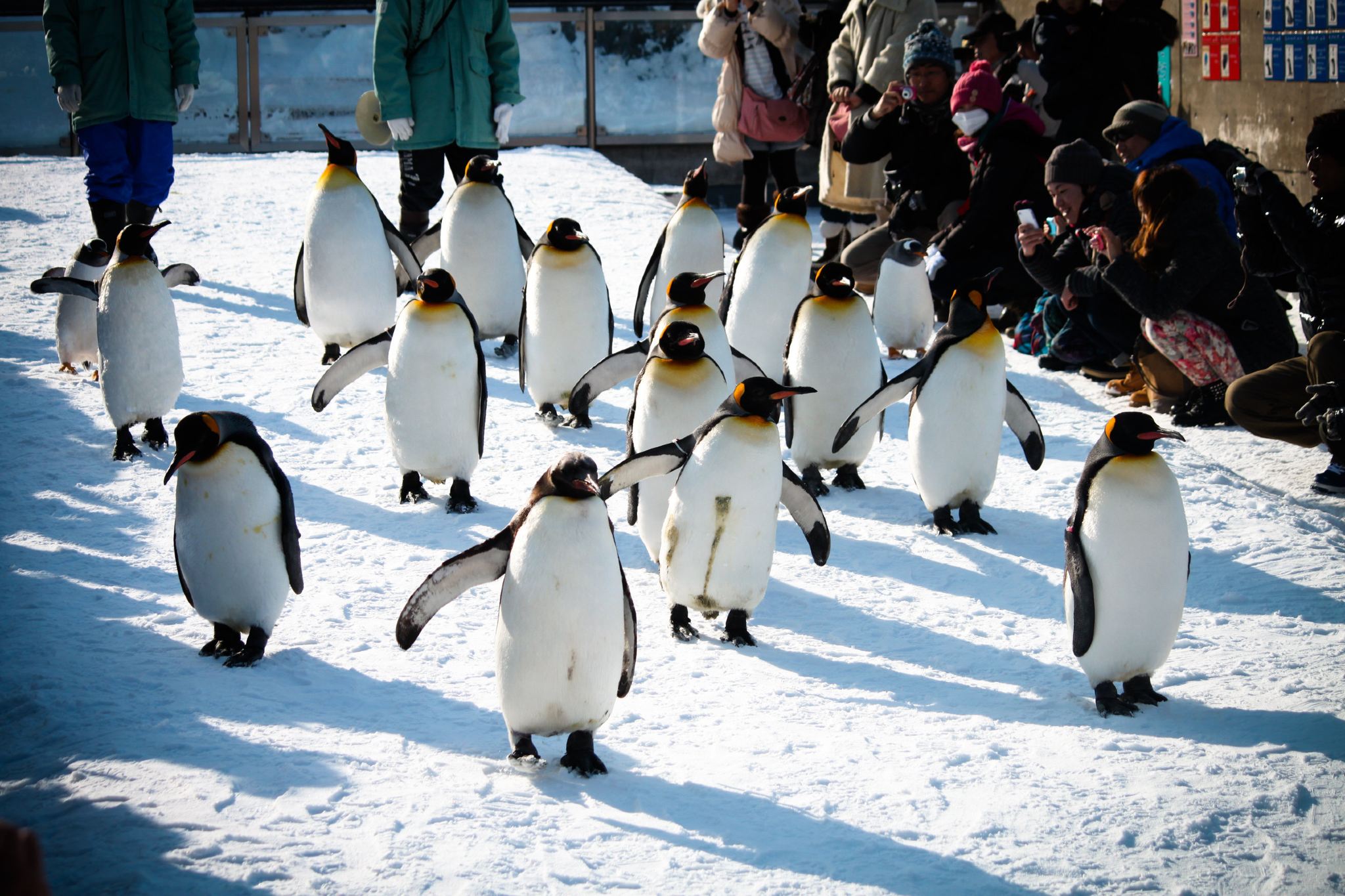 Hokkaido Asahiyama Zoo, Shirogane Blue Pond (Aoiike), and Panoramic Flower Gardens Shikisai-no-oka Snow Day Tour