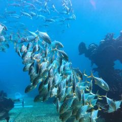 Aqua - Aquarium Restaurant User Photo