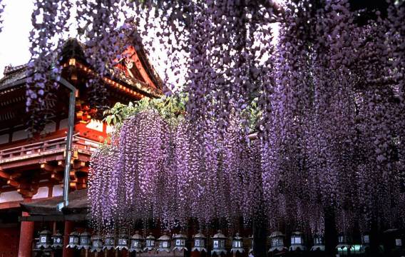 Sanjusangendo Temple + Fushimi Inari Taisha Shrine + Todaiji Temple + Kasuga Taisha Shrine + Mt. Wakakusa one-day tour in Kyoto, Japan