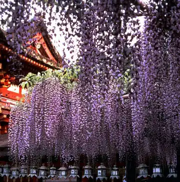 โรงแรมในนาระ