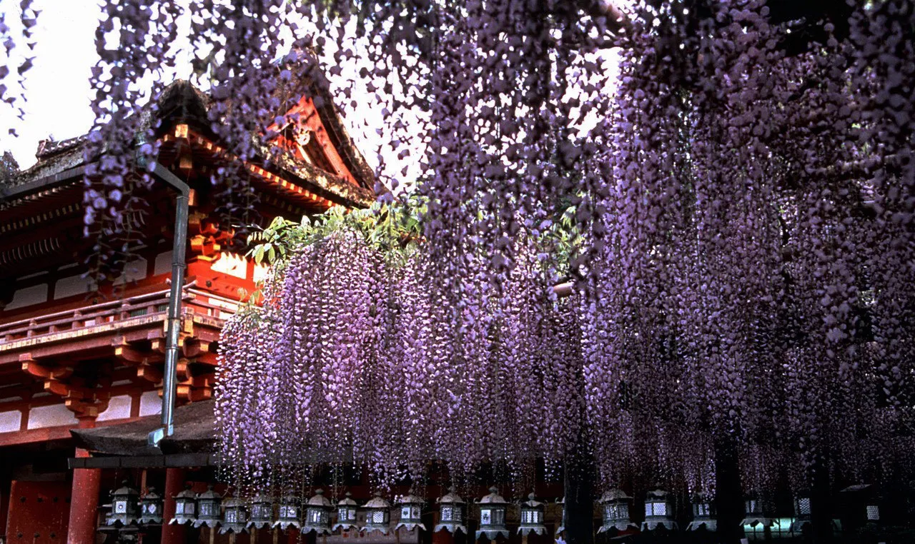 4_春日大社