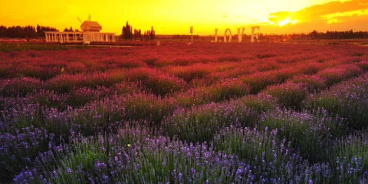 漢家公主薰衣草園