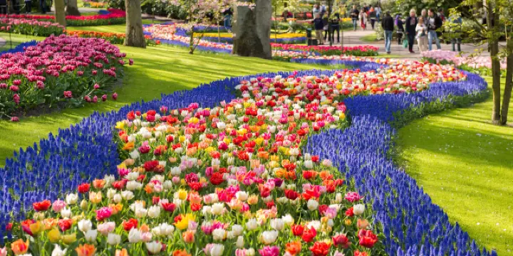 Things to Do in Lisse in 2025 - Top Attractions, Local Food 