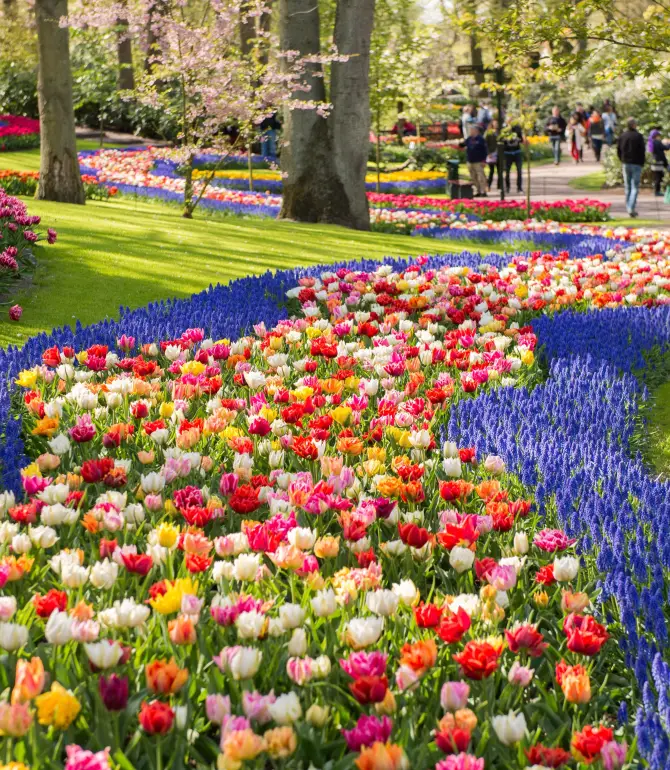 Lisse