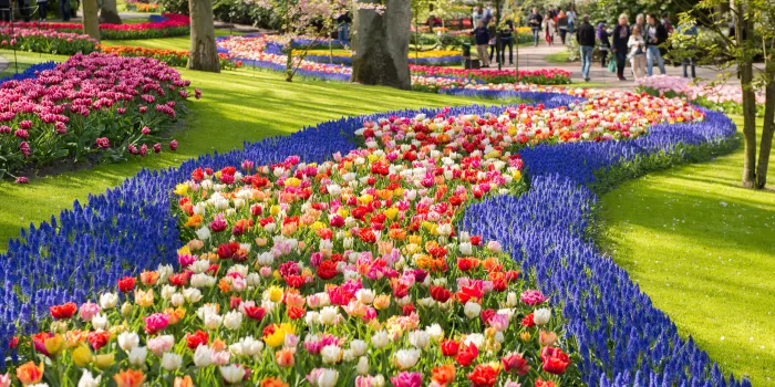 Keukenhof image 2