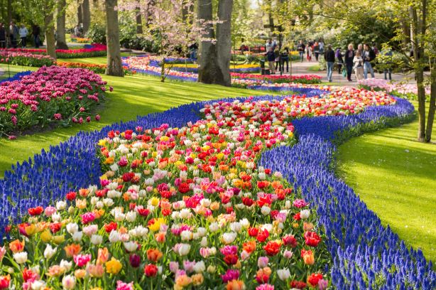 lisse