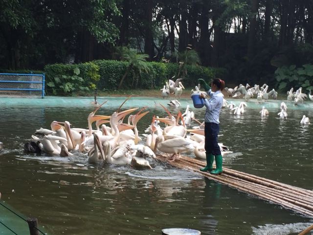 Chimelong Bird Park