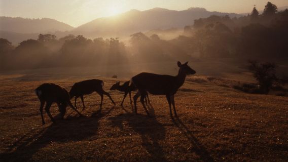 日本大阪奈良公園+伏見稻荷大社+二三年坂一日遊【私家包車遊】