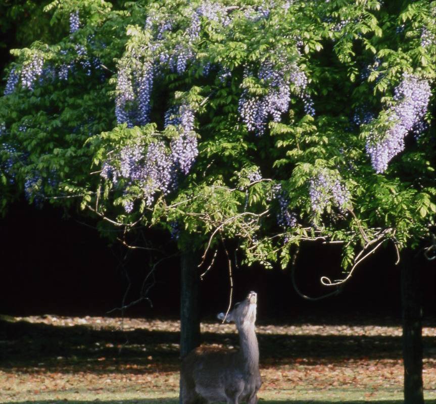 One-day trip to Nara Park in Kyoto, Japan
