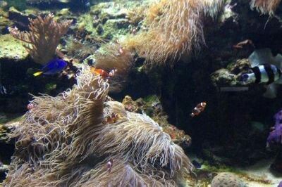 溫哥華水族館