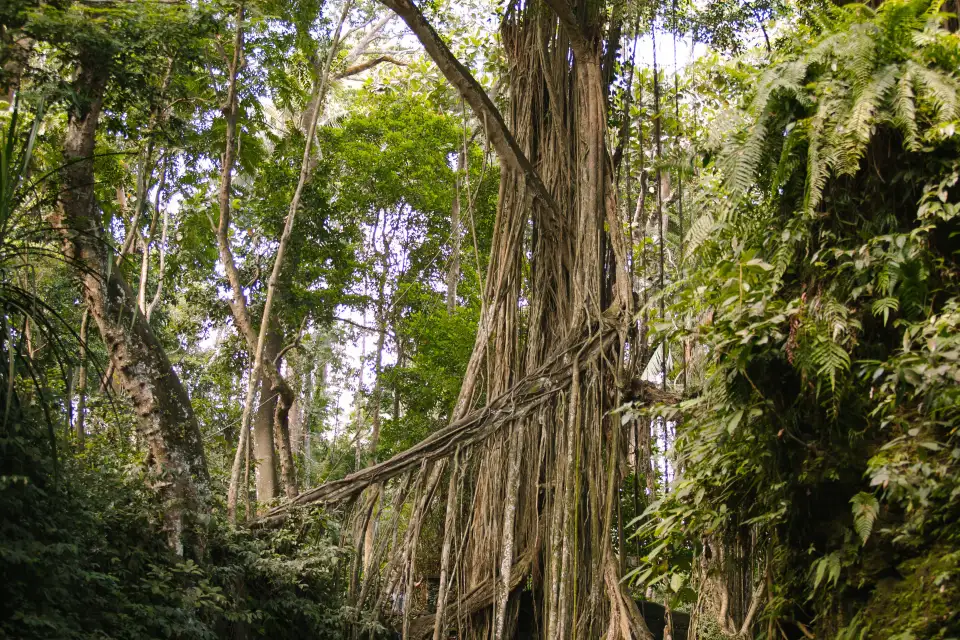 5_Sacred Monkey Forest Sanctuary