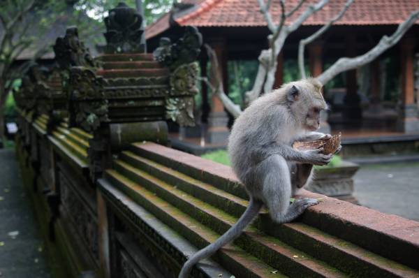 Monkey Forest Sanctuary