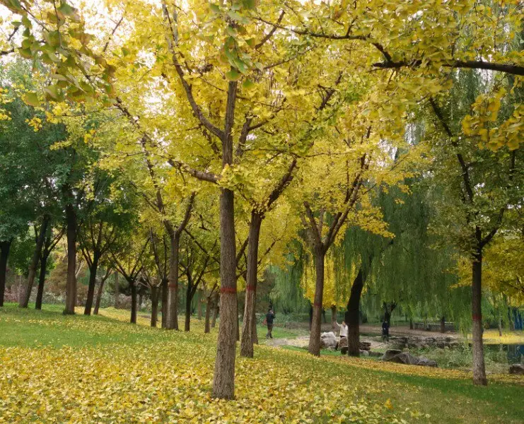 Shitai Park (East Gate)