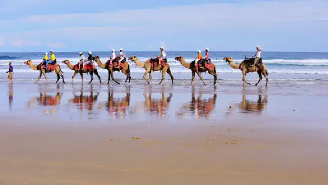 雪梨史蒂芬一日遊-入場門票午餐全含-觀野生海豚+滑沙+無尾熊保護區