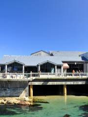 モントレーベイ水族館