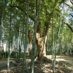 小竹林 User Photo