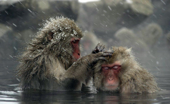 지고쿠다니 야생 원숭이 공원