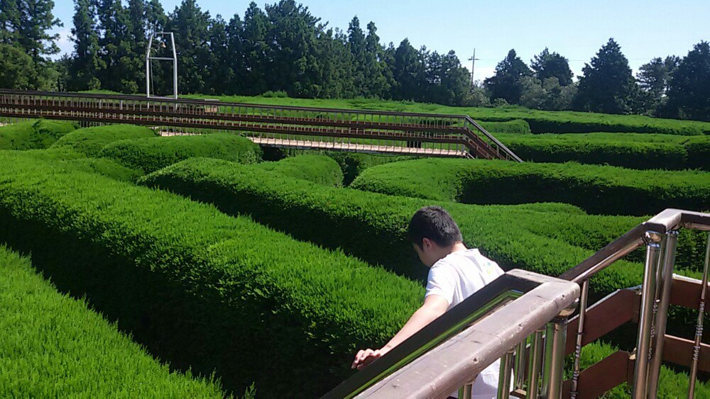 金寧迷宮公園景點評價 金寧迷宮公園門票 金寧迷宮公園優惠 金寧迷宮公園交通 地址 開放時間 金寧迷宮公園附近景點 酒店及美食 Trip Com