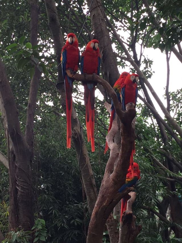 Chimelong Bird Park
