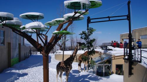 Asahiyama Zoo