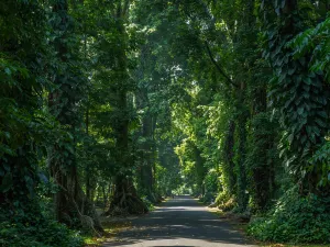 Bogor Botanical Gardens