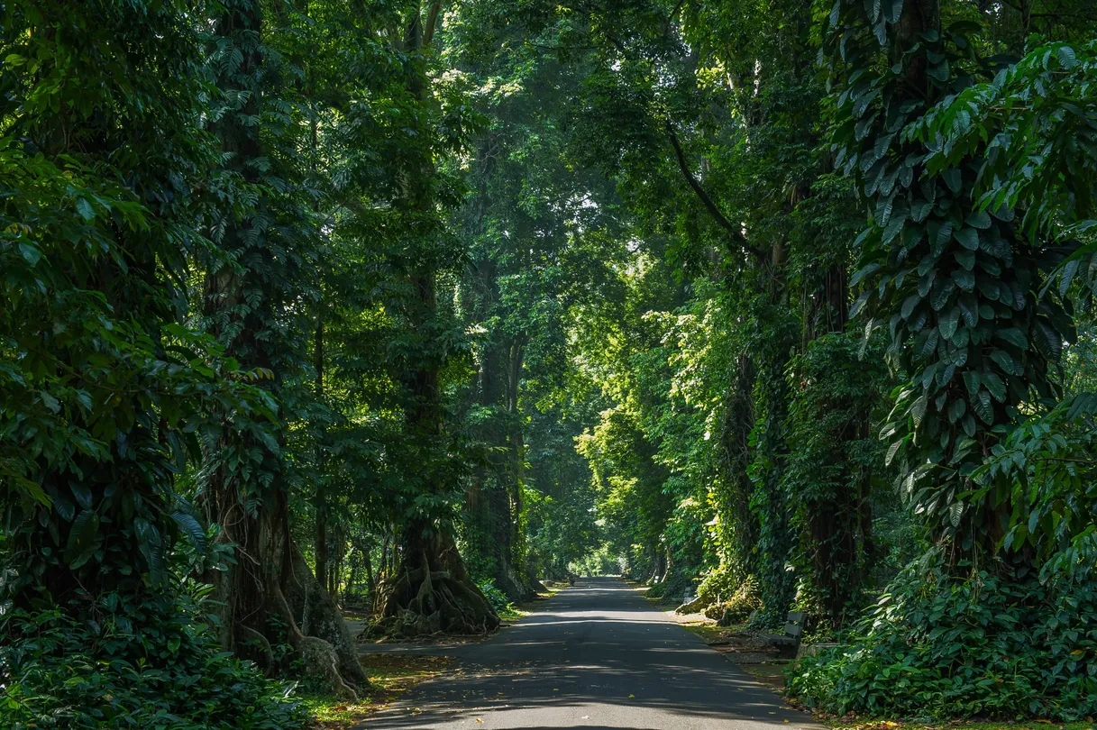 3_Bogor Botanical Gardens