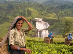 Ceylon Tea Museum