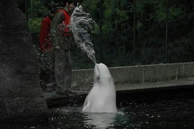 溫哥華水族館