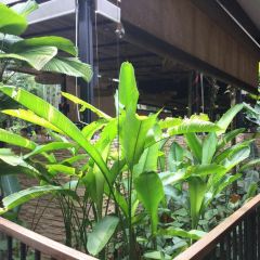 The Halia at Singapore Botanic Gardens User Photo