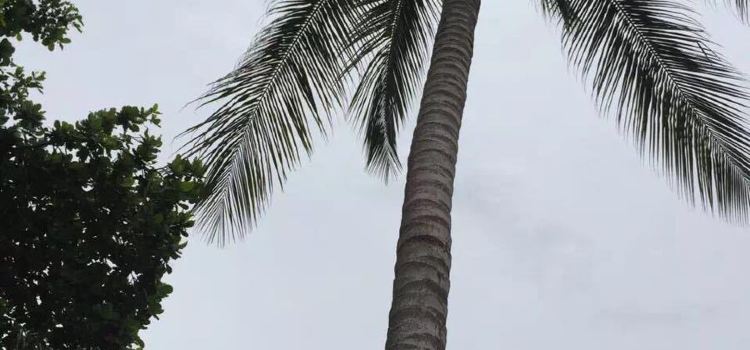 La Maringa