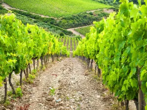 Greve in Chianti