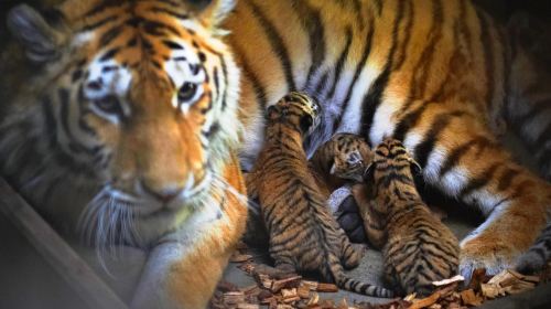 オーデンセ動物園