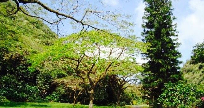 Waimea Falls Grill