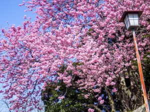愛媛県の人気春旅におすすめ