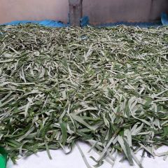 Lu Wang carp ảnh của người dùng