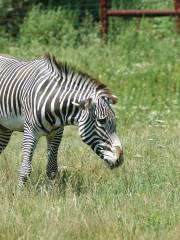 富蘭克林公園動物園