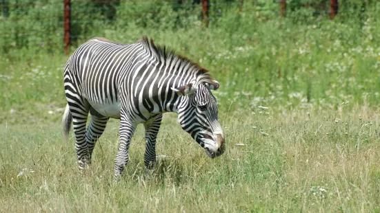 富蘭克林公園動物園